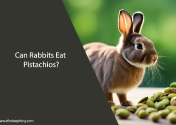 Can Rabbits Eat Pistachios