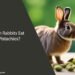Can Rabbits Eat Pistachios