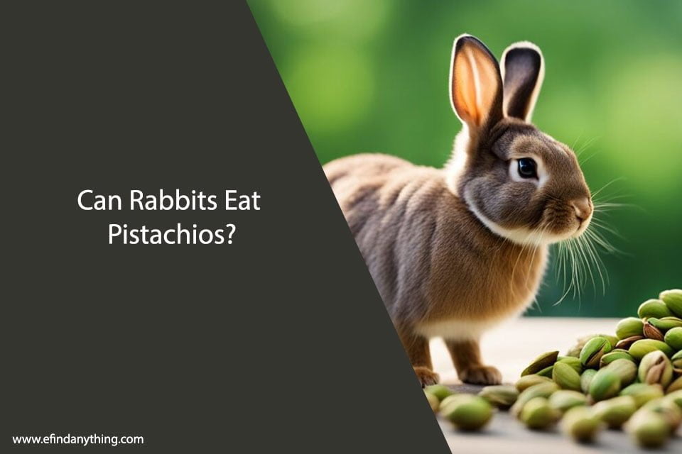 Can Rabbits Eat Pistachios
