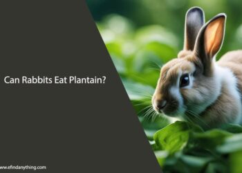 Can Rabbits Eat Plantain?