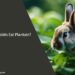 Can Rabbits Eat Plantain?