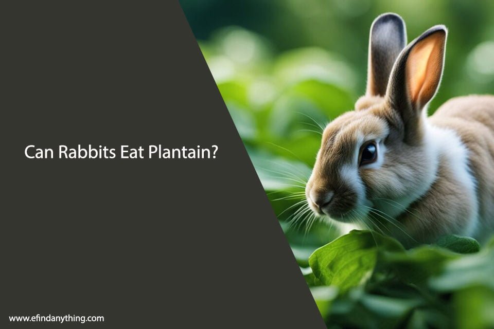 Can Rabbits Eat Plantain?