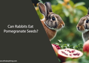 Can Rabbits Eat Pomegranate Seeds