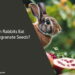Can Rabbits Eat Pomegranate Seeds