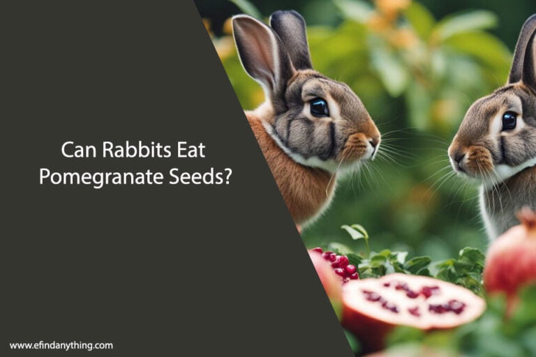 Can Rabbits Eat Pomegranate Seeds