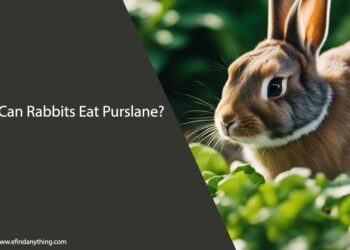 Can Rabbits Eat Purslane