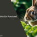 Can Rabbits Eat Purslane