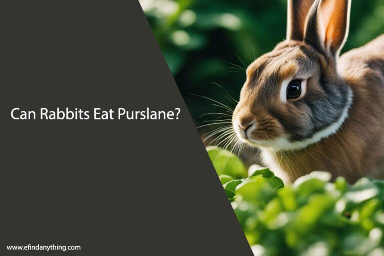Can Rabbits Eat Purslane
