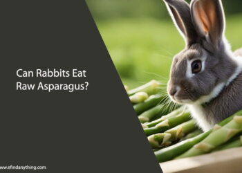 Can Rabbits Eat Raw Asparagus