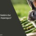 Can Rabbits Eat Raw Asparagus