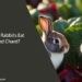 Can Rabbits Eat Red Chard