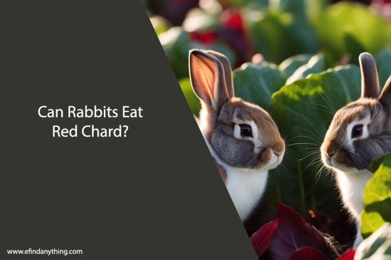 Can Rabbits Eat Red Chard