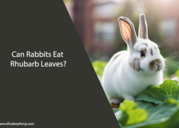 Can Rabbits Eat Rhubarb Leaves