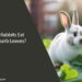Can Rabbits Eat Rhubarb Leaves
