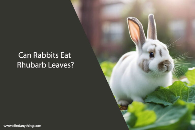 Can Rabbits Eat Rhubarb Leaves