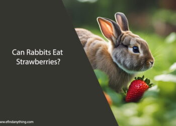 Can Rabbits Eat Strawberries