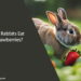 Can Rabbits Eat Strawberries