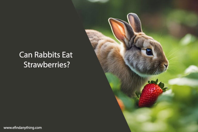 Can Rabbits Eat Strawberries
