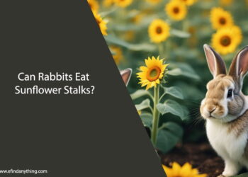 Can Rabbits Eat Sunflower Stalks