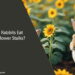 Can Rabbits Eat Sunflower Stalks