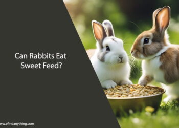 Can Rabbits Eat Sweet Feed
