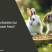 Can Rabbits Eat Sweet Feed