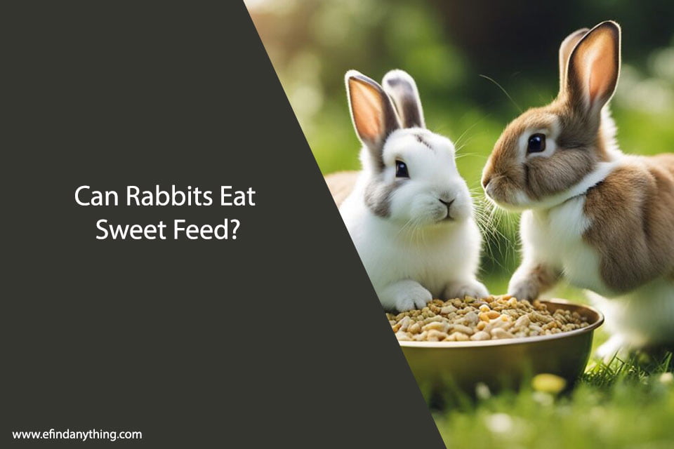 Can Rabbits Eat Sweet Feed