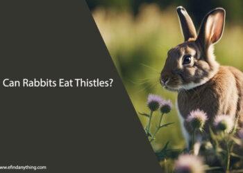 Can Rabbits Eat Thistles