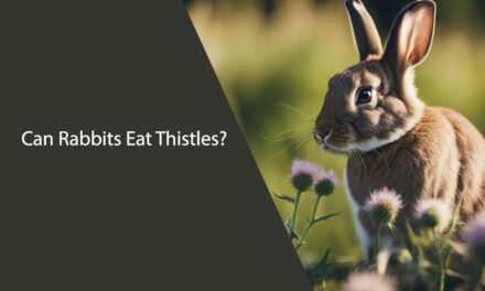 Can Rabbits Eat Thistles?