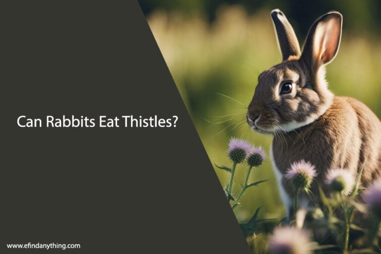 Can Rabbits Eat Thistles