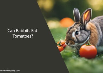 Can Rabbits Eat Tomatoes