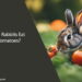 Can Rabbits Eat Tomatoes