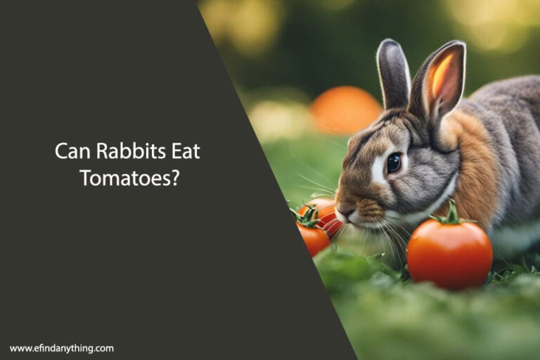 Can Rabbits Eat Tomatoes