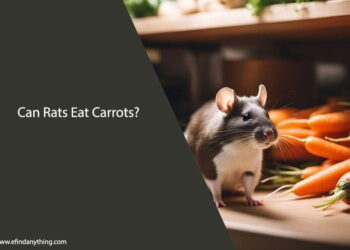 Can Rats Eat Baby Carrots