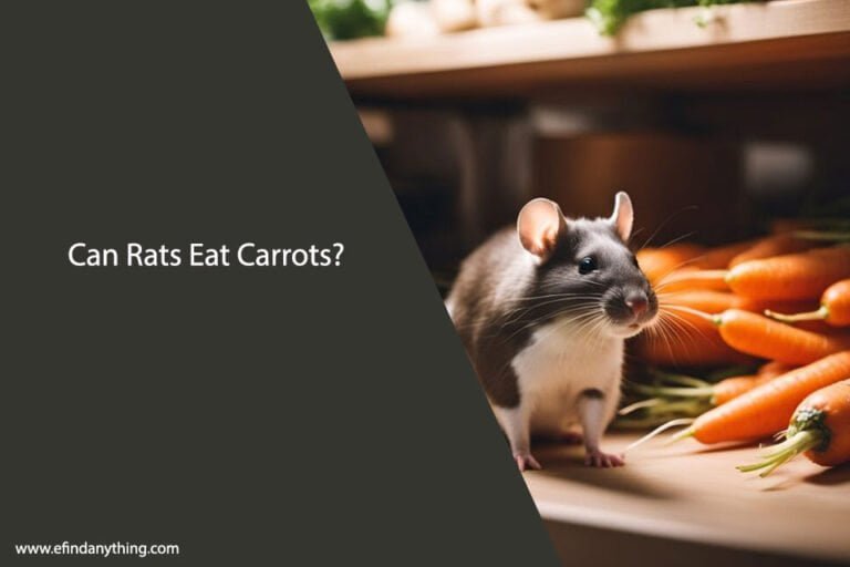 Can Rats Eat Baby Carrots