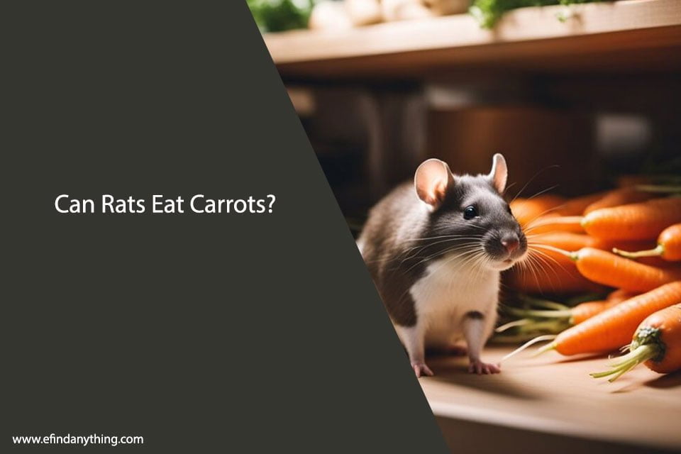 Can Rats Eat Baby Carrots