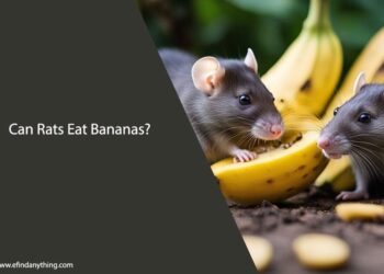 Can Rats Eat Bananas
