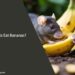 Can Rats Eat Bananas