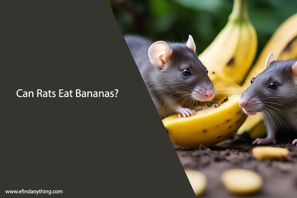 Can Rats Eat Bananas