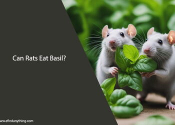 Can Rats Eat Basil
