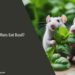 Can Rats Eat Basil