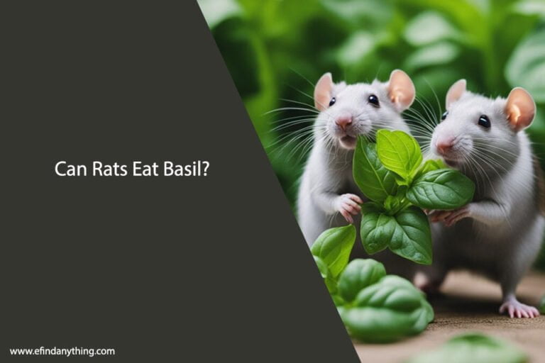 Can Rats Eat Basil