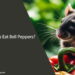 Can Rats Eat Bell Peppers