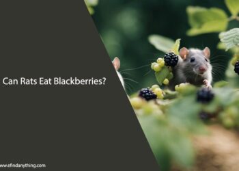 Can Rats Eat Blackberries