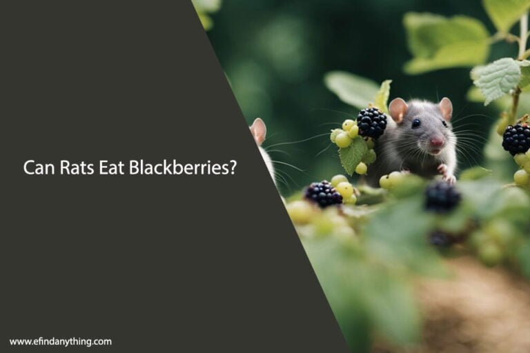 Can Rats Eat Blackberries
