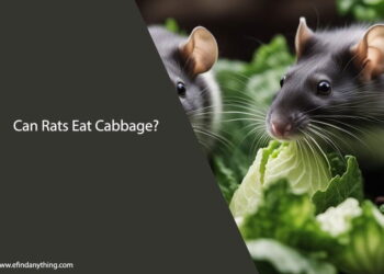 Can Rats Eat Cabbage