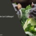 Can Rats Eat Cabbage