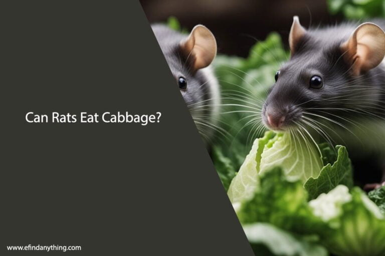 Can Rats Eat Cabbage