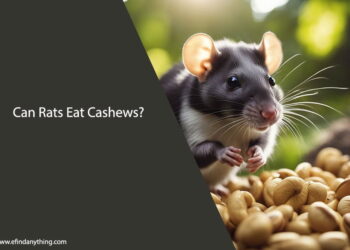 Can Rats Eat Cashews