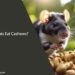 Can Rats Eat Cashews